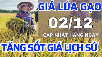 Giá lúa gạo hôm nay 2/12/2025 -Giá lúa om18,giá lúa 5451,giá lúa đài thơm 8,giá lúa st24,25