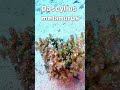 Dascyllus melanurus #scubadiving #divng #egipt #fish #underwater #gopro #nature #scuba