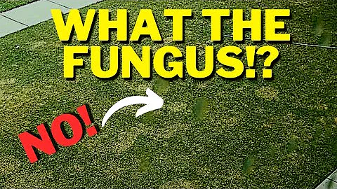 Why Does My Lawn Have Brown Spots? / Lawn Fungus Cure - Dollar Spot and Brown Patch