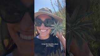 Discover The Benefits Of California White Sage A Guide To Growing And Using Salvia Apiana