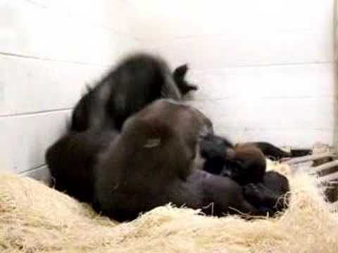 Gorilla Family Playing at the Little Rock Zoo