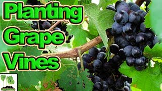 In today's episode of tony's allotment, tony digs away the ground at
side his poly tunnel. plants musket alexandra grape vines and then
mulches th...