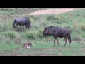 Heartbreaking! Wildebeest (gnu) herd moves off leaving baby behind