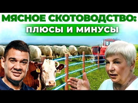 Ферма коров как бизнес | Секреты качественного мяса | Сколько приносит корова? Андрей Даниленко