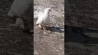 জ্যাক এর জোড়া ❤️❤️.  #mypigeon#trendingshorts#trendingvideo#kabutar#pigeon#viralshorts#fancypigeon.