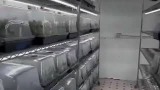 Get Seeds Right Here clones