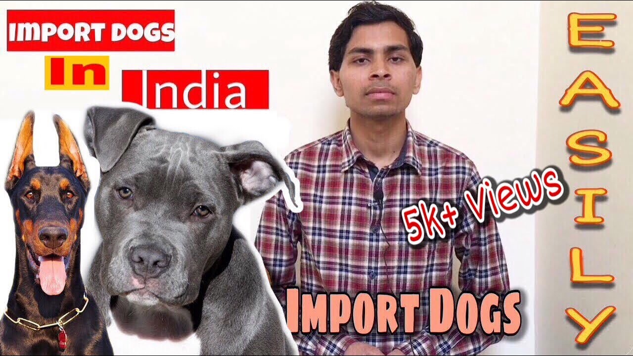 How to Import Dogs in India ( Rules & Required Documents ) Amit