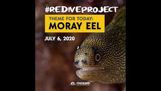 Tips for Shooting Moray Eels Underwater