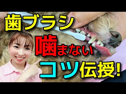 【犬 お手入れ】歯ブラシを噛ませちゃダメ!愛犬が大人しく歯磨きさせてくれるコツ!新 遠藤エマチャンネル!【犬のしつけ@横浜】