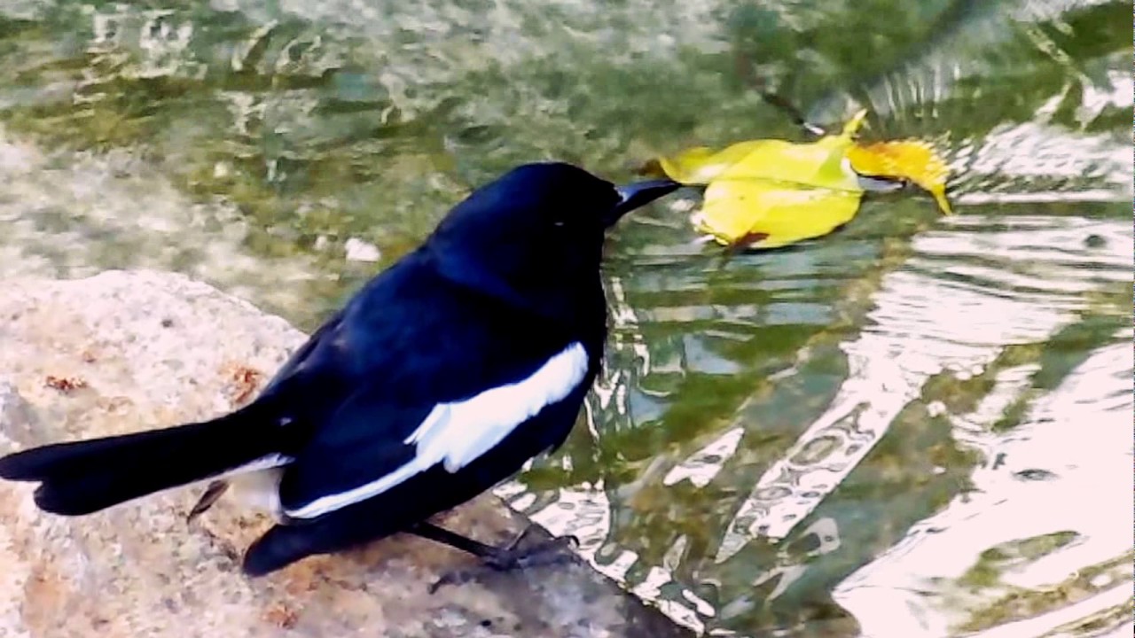 Foto Burung Kacer Lucu Gambar Ngetrend Dan VIRAL