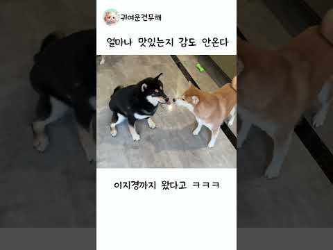 물총에 들어있는 액체의 정체 #강아지 #시바견 thumbnail