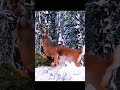Perfect aim and shot deer down Deer Hunting with the #harehunting #animals #huntingdeerhunting