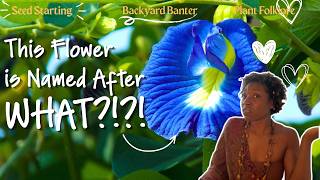 Everyone is Obsessed with the Butterfly Pea Flower (and Why You Should Be) | Backyard Banter