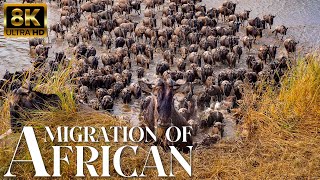 4K African Wildlife: Wildlife of Amboseli National Park, Kenya, Relaxation Film With African Music