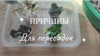 Эпизод 13. Важные причины для пересадки фиалок. Не которые из них...