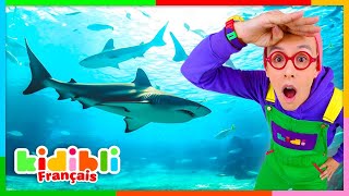 Découvrons Les Requins Et Les Raies Vidéos Educatives Pour Enfants Kidibli
