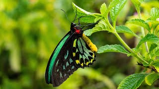 Butterfly World Adventure, Coconut Creek, Florida