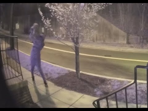 Person caught on camera slamming dog to the ground in D.C.