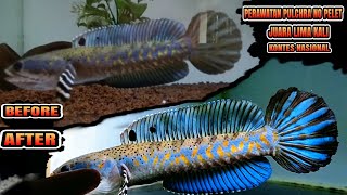 pulchra biru gondrong juara 5 kali ful perawatan