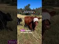 🥹 Blind gal Daffodil is the most perfect cow. Daffodil arrived in 2017 with Azalea (RIP).