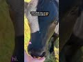 🥹 Blind gal Daffodil is the most perfect cow. Daffodil arrived in 2017 with Azalea (RIP).