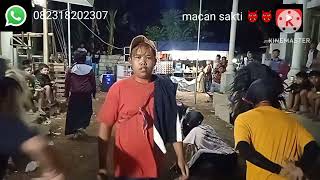 singo gliekx macan sakti jangan lupa jempolx ya guys terima kasih