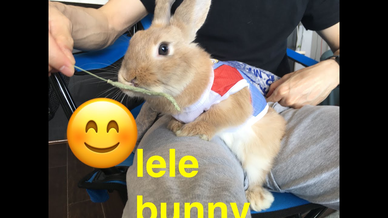 If you love bunny, love this one.bunny# cute animal# The DoDo# Dog 