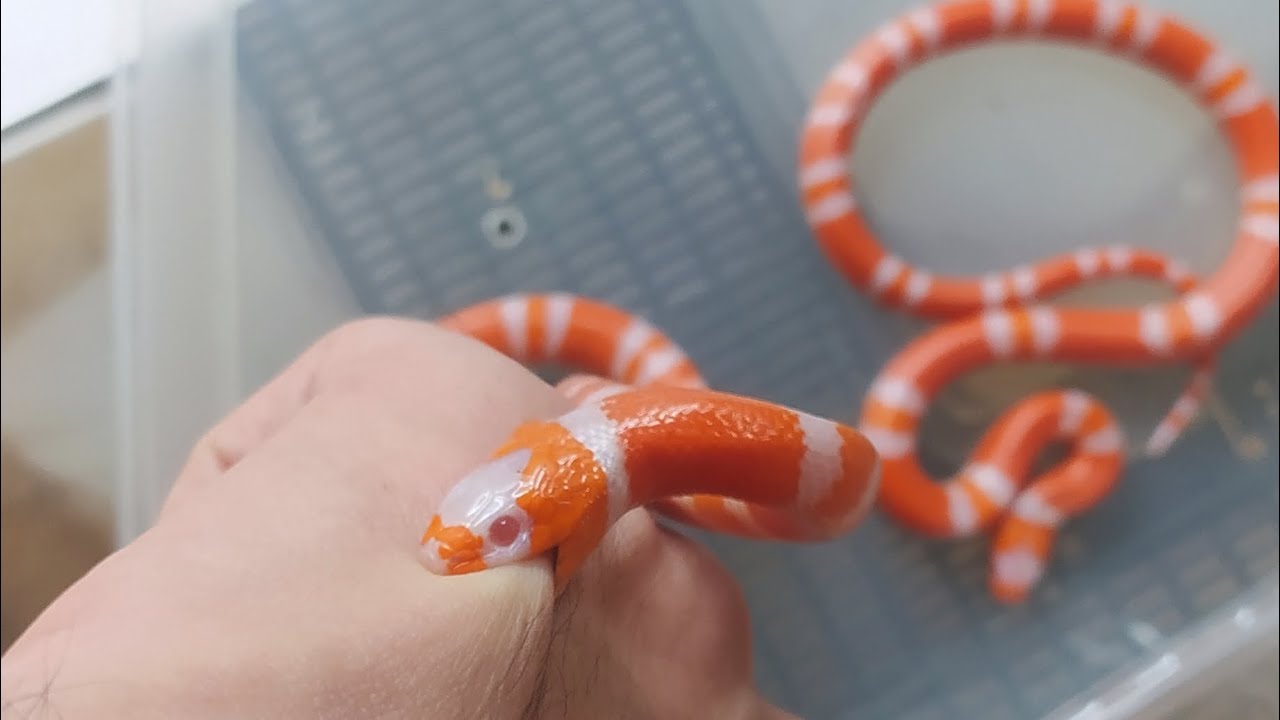 Serpent agressif , comment apprivoiser un serpent. - YouTube