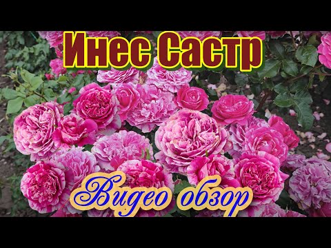 Роза инес састр фото и описание