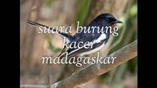 Suara Burung Kacer Madagaskar Gacor