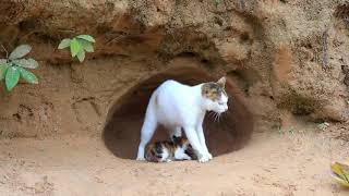 Save family Cats from python attack😮