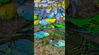 Budgies colony update Nagpur bird house #birds #budgies #budgiesound #birdfood #shorts #shortsviral