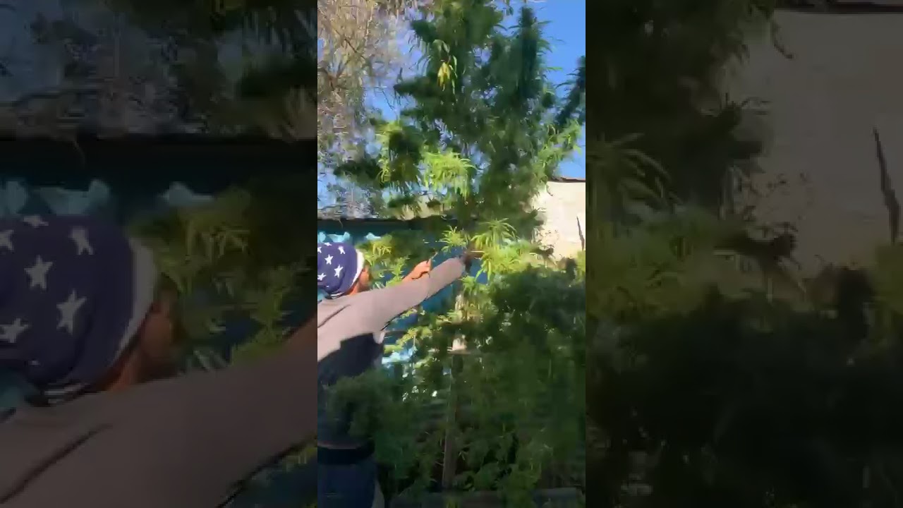 uruguay marihuana cultivo en exterior  cosecha de planta gigante