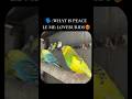 Love budgies cute video 📸📸 #song #birds #talkingparot #lovebirds #parrot #cute #music #budgies