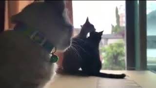 Kucing Selingkuh [Sedih Ngakak]