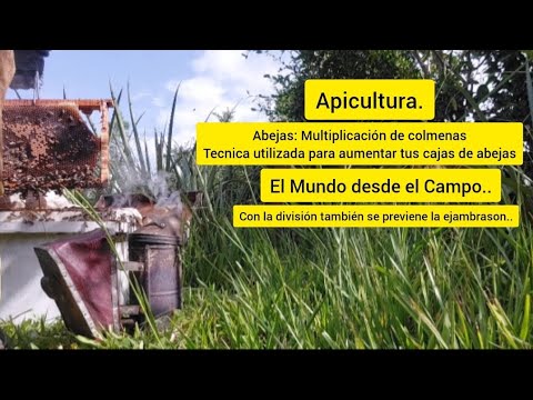 Division de Colmena de Abejas: TÉCNICA PARA MULTIPLICAR TUS COLMENAS ...