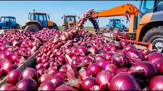Inside USA Mega Onion Farms: Millions of Onions Harvested Daily | Modern American Agriculture