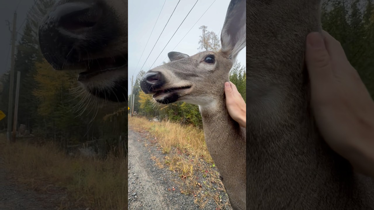 Searching for Fairy’s babies in the woods. Rare video! 