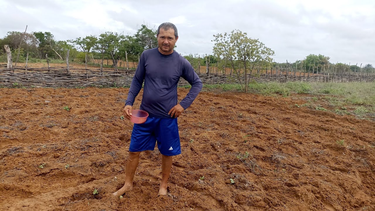 Fomos plantar milho e feijão/ a chuva chegou graças a Deus 🙏