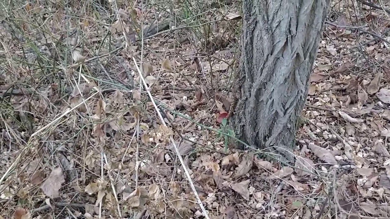 Oct.5 evening deer hunt during a draught in Coshocton co.Ohio2019.Please subscribe YouTube