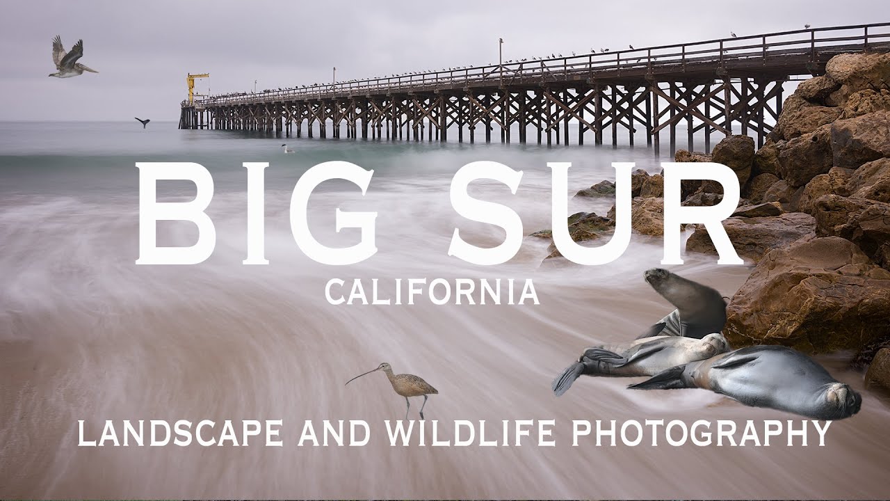EPIC Seascapes and Wildlife Photography at Big Sur, California
