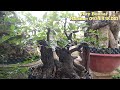 ♧Huy Bonsai♧ (sdt:0934.938.011) Cẩm thị VIP xả giá phôi, Anh Chị ủng hộ