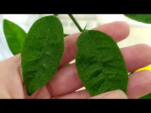 Видео: Борьба с цитрусовыми клещами - что такое цитрусовые клещи и как от них избавиться