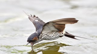 燕子飛行中喝水及張口接吃魚飼料