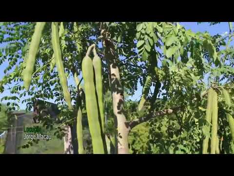 Vídeo: Tília: floração e características da árvore do mel