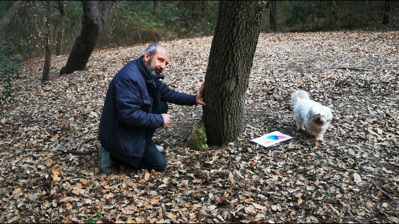 Comment aider un Arbre avec une pierre programmée et voir son Energie. - Baguettes ou pendule -