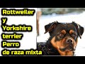 Rottweiler y Yorkshire terrier Perro de raza mixta