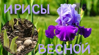 ИРИСЫ ВЕСНОЙ. Сделайте это с ирисами для ПОТРЯСАЮЩЕГО ЦВЕТЕНИЯ.