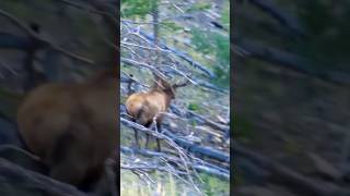Giant Elk in the Wild!🦌"Unreal ForestEncounter#ElkHunting#WildlifeMoments#NatureLovers#AnimalPlanet