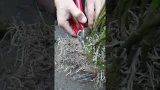 How amazing to grow orchids propagate plant fast and easy #3247